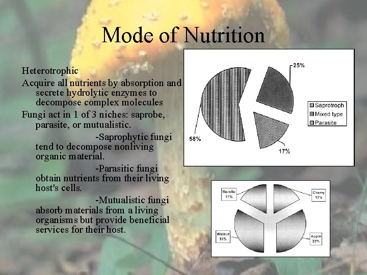 Mode of Nutrition Heterotrophic Acquire all nutrients by absorption and secrete hydrolytic enzymes to