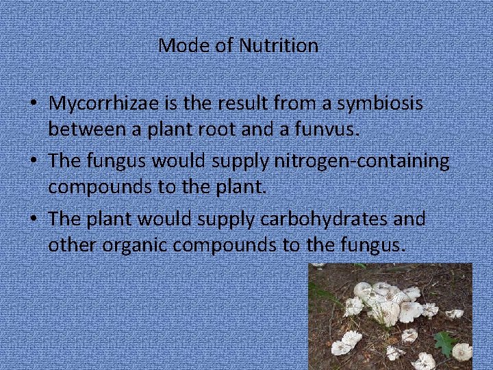 Mode of Nutrition • Mycorrhizae is the result from a symbiosis between a plant