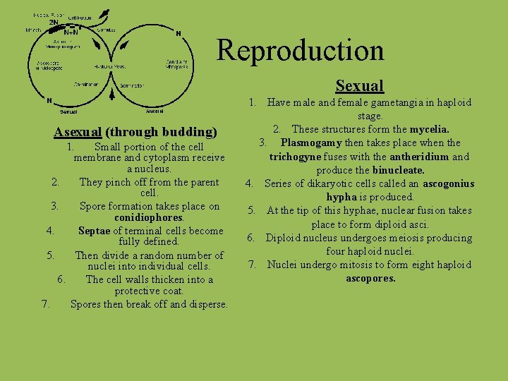 Reproduction Sexual Asexual (through budding) 1. Small portion of the cell membrane and cytoplasm