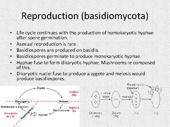 Reproduction (basidiomycota) • Life cycle continues with the production of homokaryotic hyphae after spore