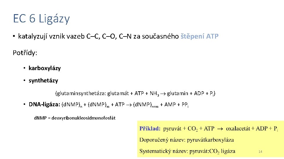 EC 6 Ligázy • katalyzují vznik vazeb C–C, C–O, C–N za současného štěpení ATP
