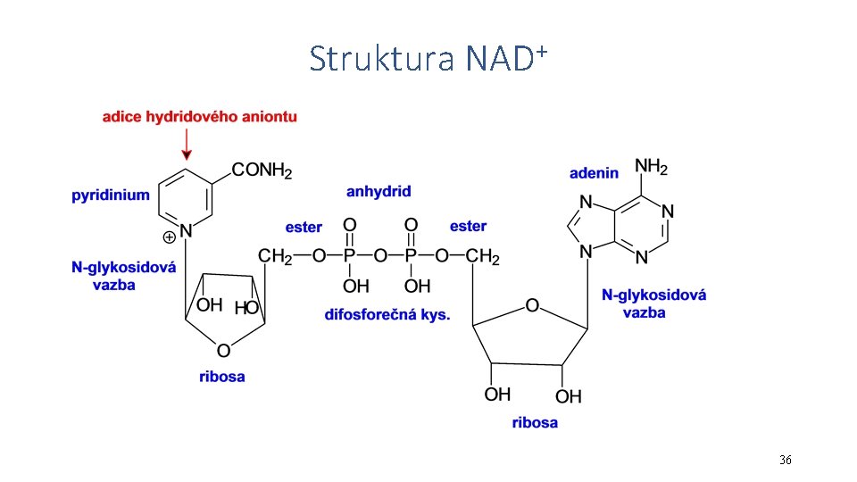 Struktura NAD+ 36 