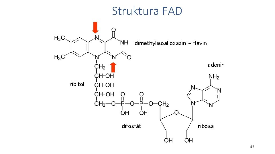 Struktura FAD dimethylisoalloxazin = flavin adenin ribitol difosfát ribosa 42 