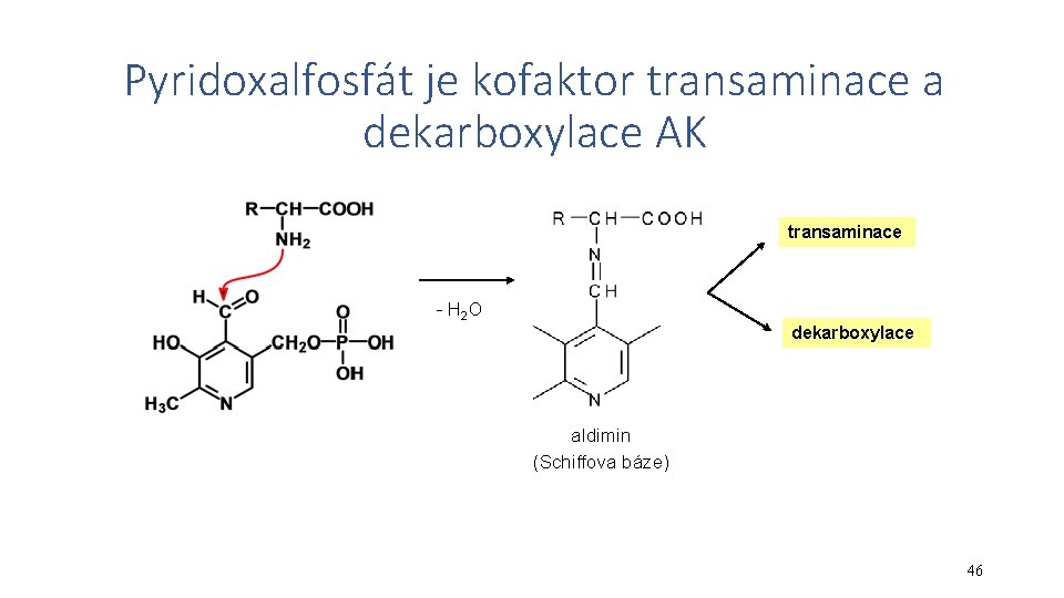 Pyridoxalfosfát je kofaktor transaminace a dekarboxylace AK transaminace - H 2 O dekarboxylace aldimin
