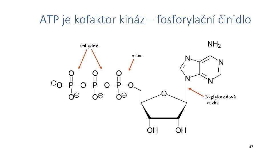 ATP je kofaktor kináz – fosforylační činidlo anhydrid ester N-glykosidová vazba 47 