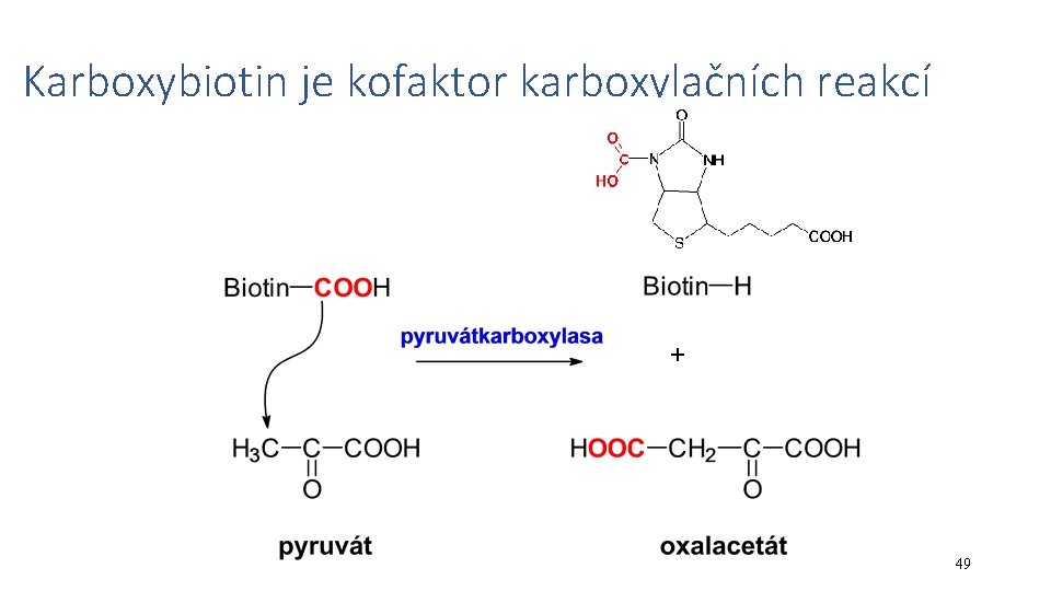 Karboxybiotin je kofaktor karboxylačních reakcí + 49 