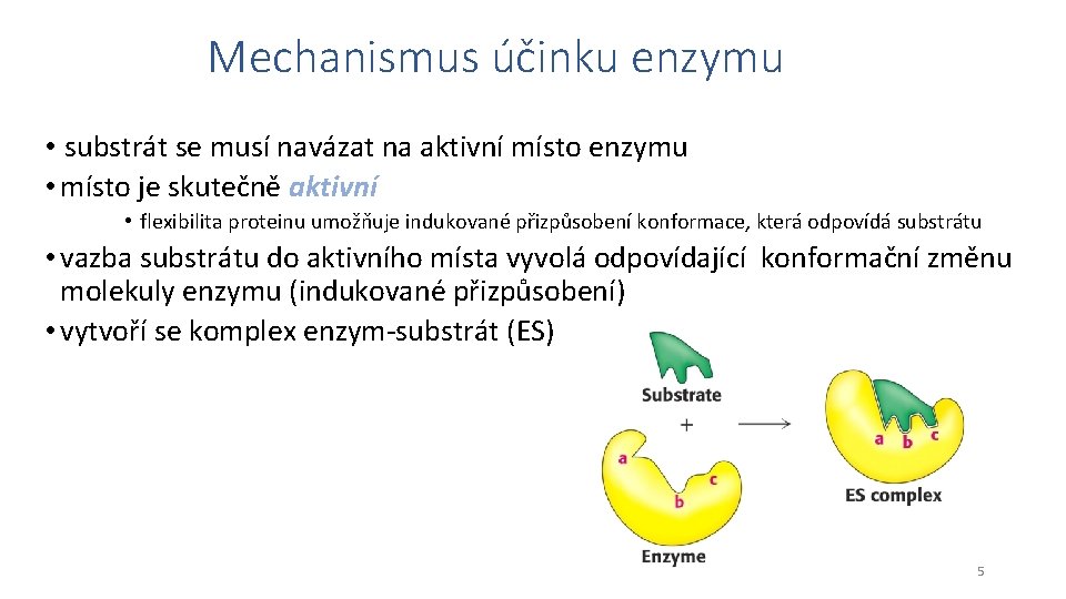 Mechanismus účinku enzymu • substrát se musí navázat na aktivní místo enzymu • místo