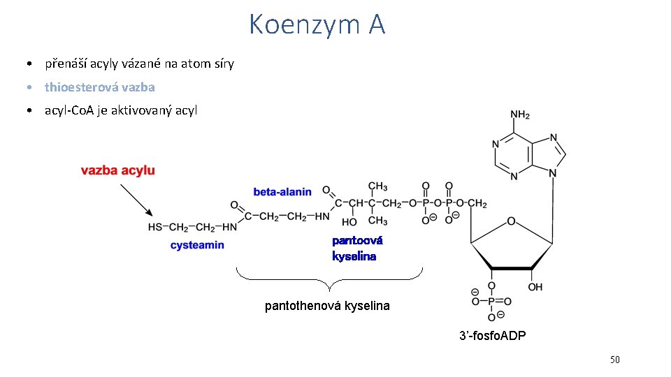 Koenzym A • přenáší acyly vázané na atom síry • thioesterová vazba • acyl-Co.