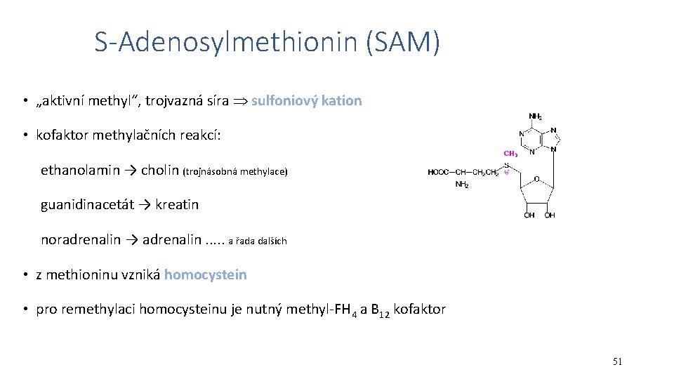 S-Adenosylmethionin (SAM) • „aktivní methyl“, trojvazná síra sulfoniový kation • kofaktor methylačních reakcí: ethanolamin