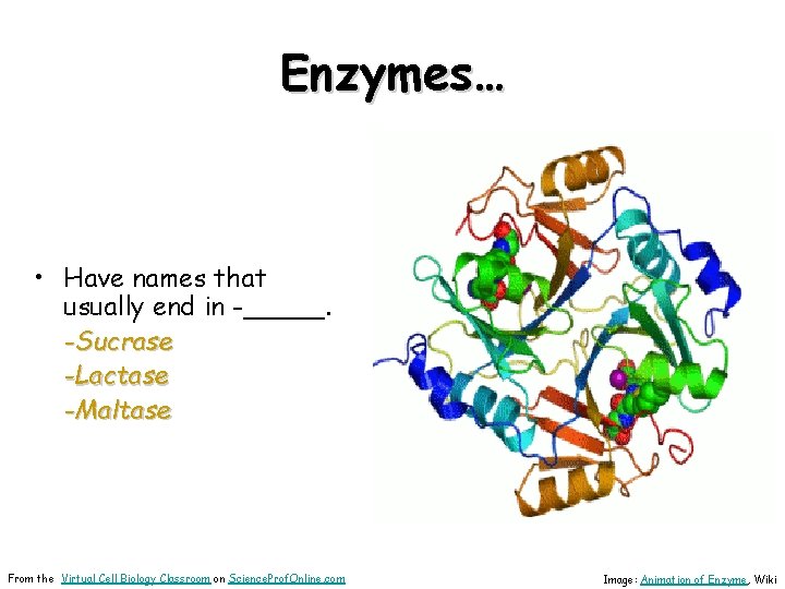 Enzymes… • Have names that usually end in -_____. -Sucrase -Lactase -Maltase From the