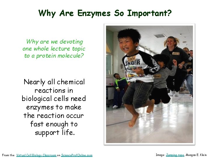 Why Are Enzymes So Important? Why are we devoting one whole lecture topic to