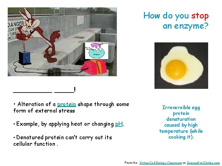 How do you stop an enzyme? _____! • Alteration of a protein shape through