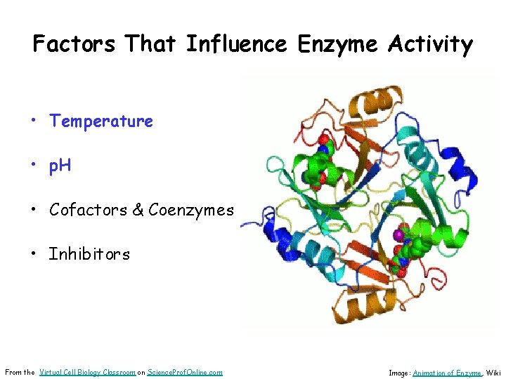 Factors That Influence Enzyme Activity • Temperature • p. H • Cofactors & Coenzymes