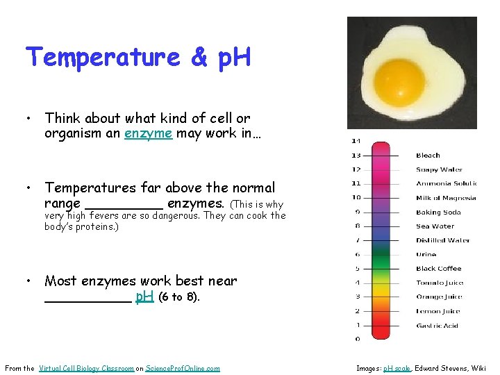 Temperature & p. H • Think about what kind of cell or organism an