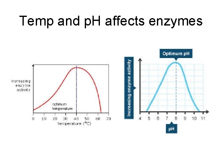 Temp and p. H affects enzymes 