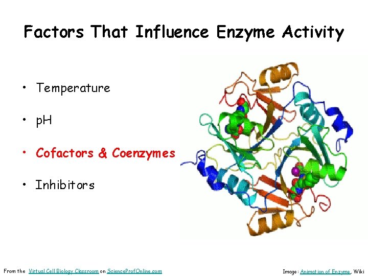 Factors That Influence Enzyme Activity • Temperature • p. H • Cofactors & Coenzymes