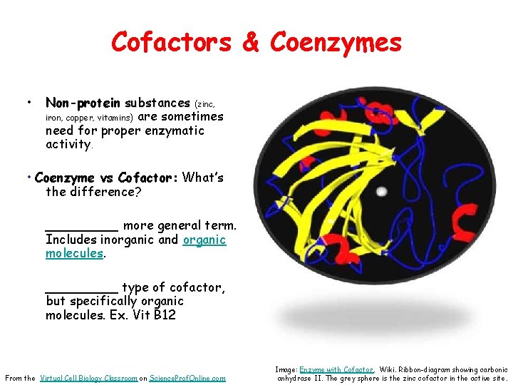 Cofactors & Coenzymes • Non-protein substances (zinc, iron, copper, vitamins) are sometimes need for