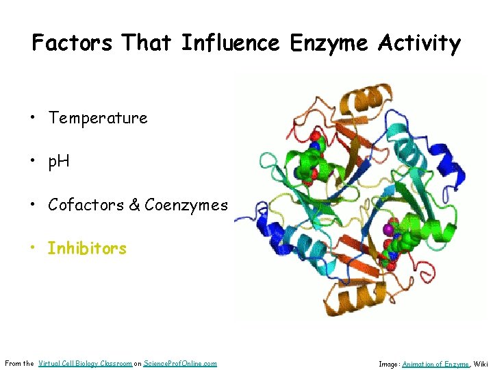 Factors That Influence Enzyme Activity • Temperature • p. H • Cofactors & Coenzymes