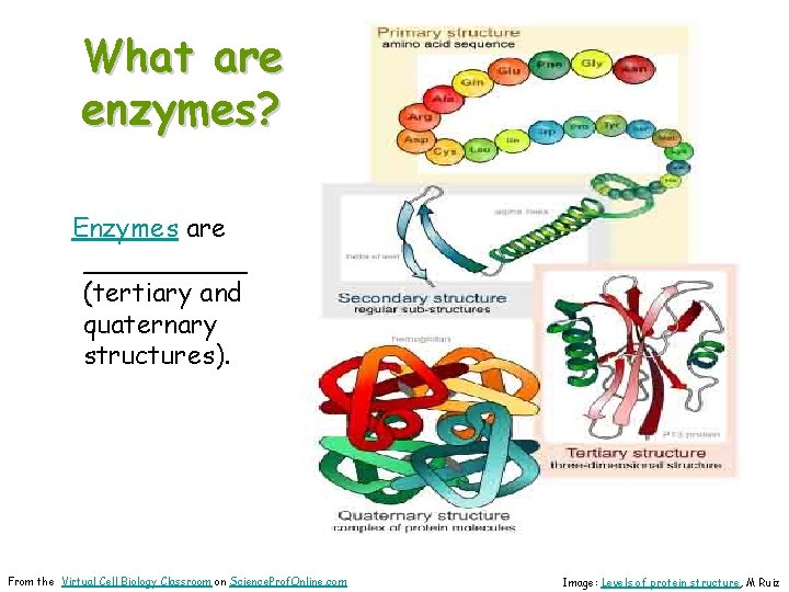 What are enzymes? Enzymes are _____ (tertiary and quaternary structures). From the Virtual Cell