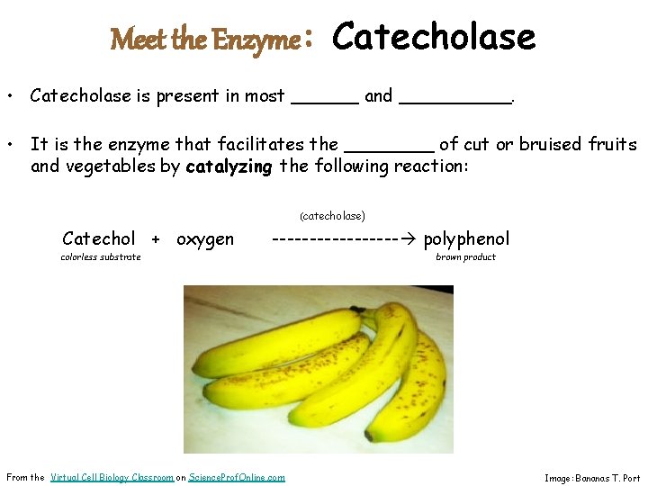 Meet the Enzyme: Catecholase • Catecholase is present in most ______ and _____. •