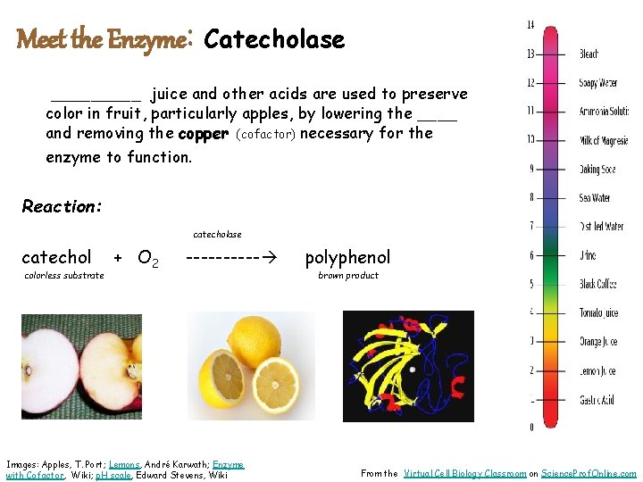 Meet the Enzyme: Catecholase _____ juice and other acids are used to preserve color