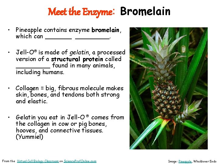 Meet the Enzyme: Bromelain • Pineapple contains enzyme bromelain, which can _________. • Jell-O®