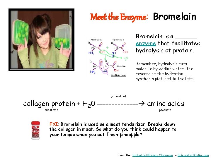 Meet the Enzyme: Bromelain is a ______ enzyme that facilitates hydrolysis of protein. Remember,