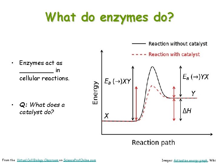 What do enzymes do? • Enzymes act as _____ in cellular reactions. • Q: