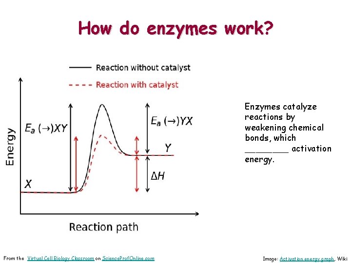 How do enzymes work? Enzymes catalyze reactions by weakening chemical bonds, which ____ activation