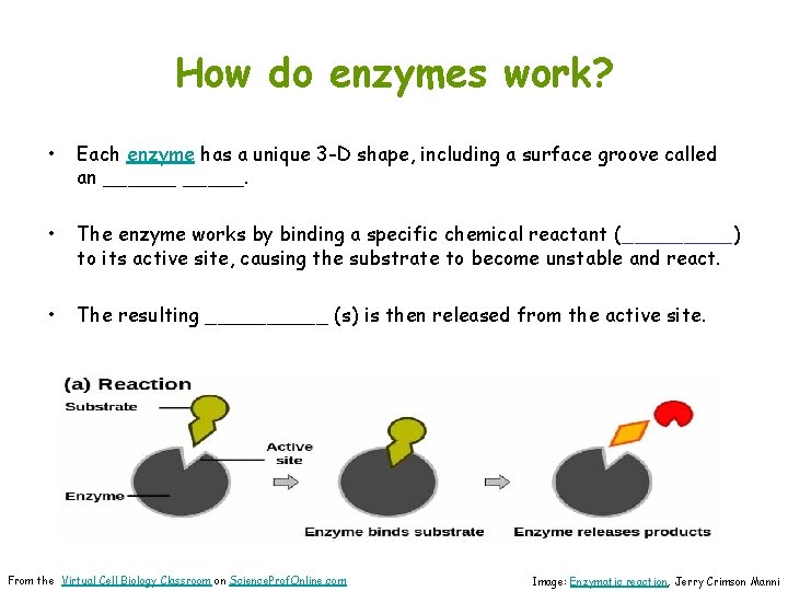 How do enzymes work? • Each enzyme has a unique 3 -D shape, including