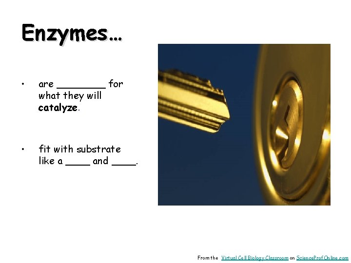 Enzymes… • are ____ for what they will catalyze. • fit with substrate like