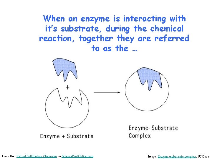 When an enzyme is interacting with it’s substrate, during the chemical reaction, together they