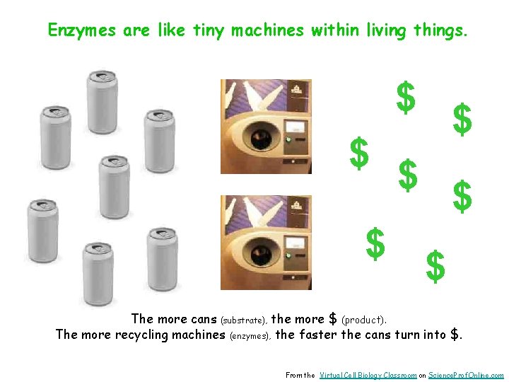 Enzymes are like tiny machines within living things. $ $ $ $ The more