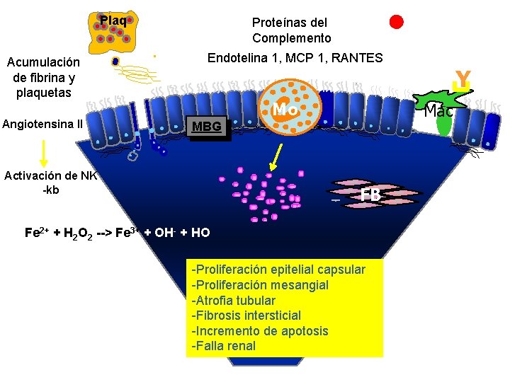 Plaq Acumulación de fibrina y plaquetas Angiotensina II Proteínas del Complemento Endotelina 1, MCP