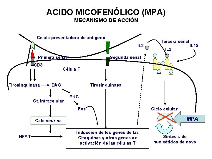 ACIDO MICOFENÓLICO (MPA) MECANISMO DE ACCIÓN Célula presentadora de antígeno IL 2 Primera señal