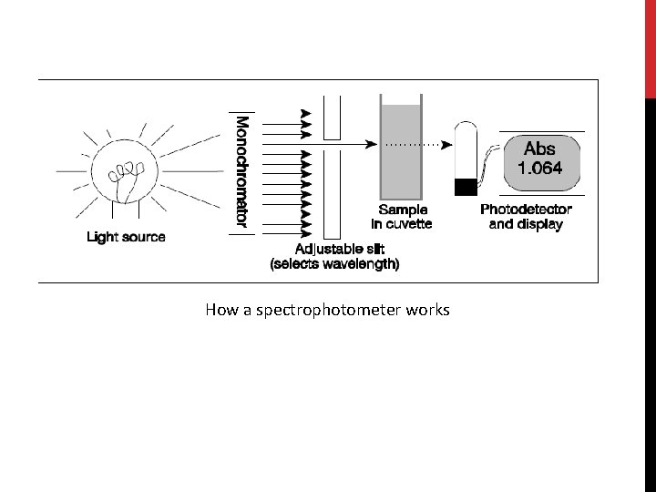 How a spectrophotometer works 