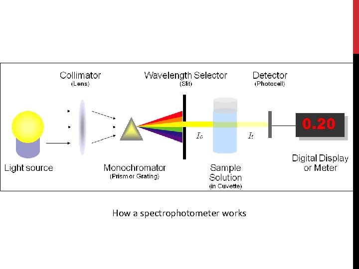 How a spectrophotometer works 