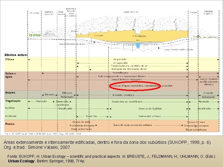 Áreas extensamente e intensamente edificadas, dentro e fora da zona dos subúrbios (SUKOPP, 1998,