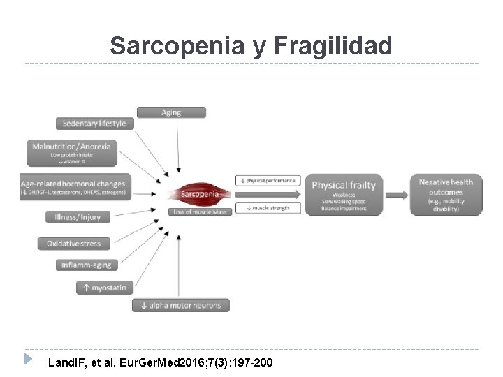 Sarcopenia y Fragilidad Landi. F, et al. Eur. Ger. Med 2016; 7(3): 197 -200