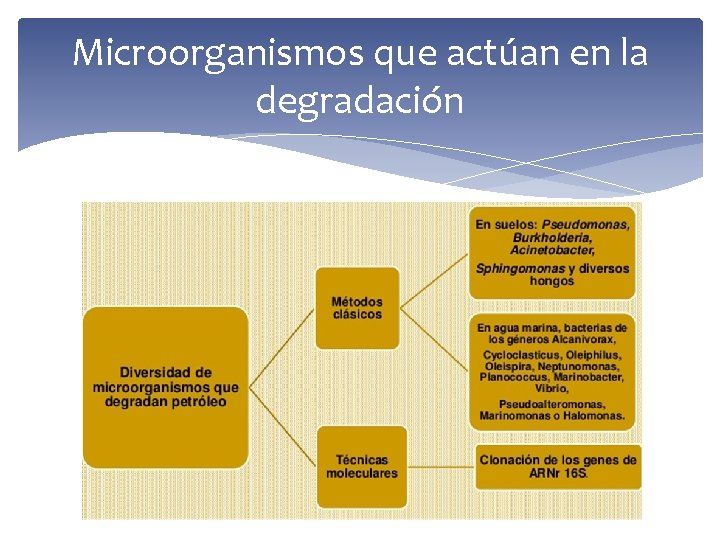 Microorganismos que actúan en la degradación 