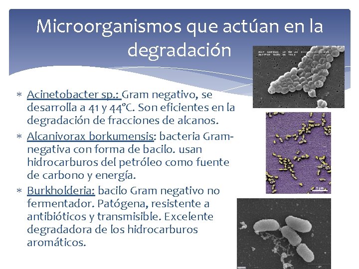 Microorganismos que actúan en la degradación Acinetobacter sp. : Gram negativo, se desarrolla a