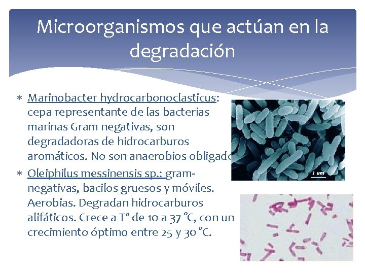 Microorganismos que actúan en la degradación Marinobacter hydrocarbonoclasticus: cepa representante de las bacterias marinas