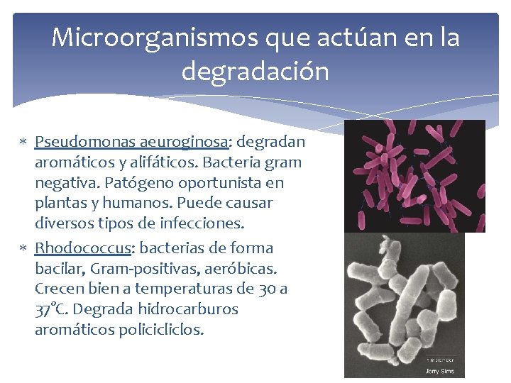 Microorganismos que actúan en la degradación Pseudomonas aeuroginosa: degradan aromáticos y alifáticos. Bacteria gram