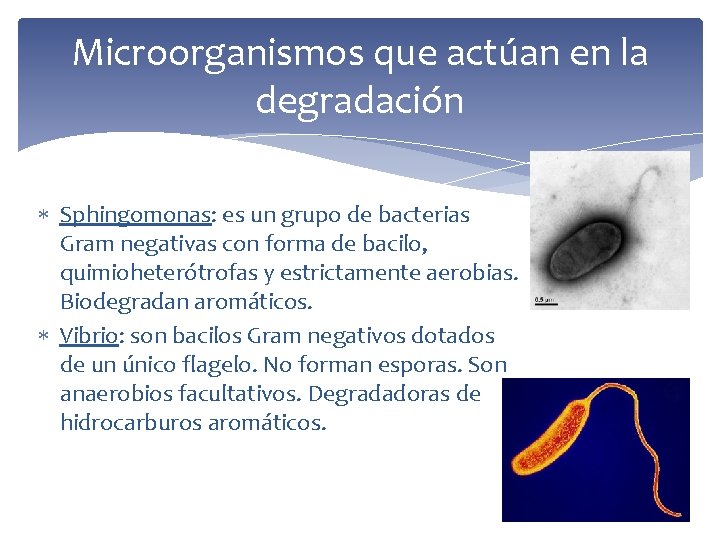 Microorganismos que actúan en la degradación Sphingomonas: es un grupo de bacterias Gram negativas