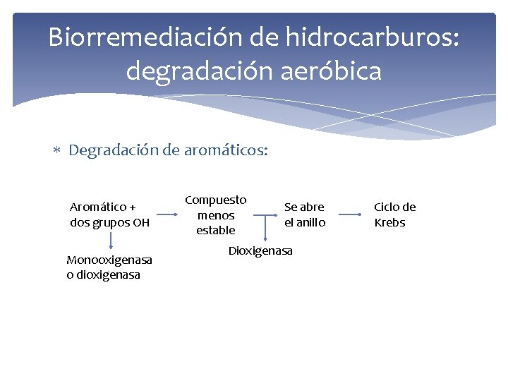 Biorremediación de hidrocarburos: degradación aeróbica Degradación de aromáticos: Aromático + dos grupos OH Monooxigenasa