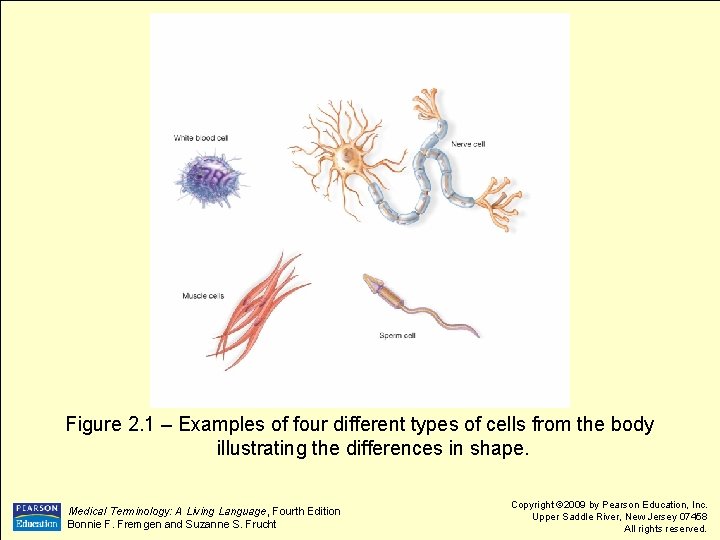 Figure 2. 1 – Examples of four different types of cells from the body