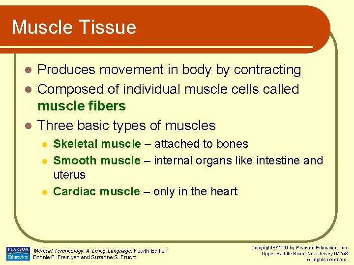 Muscle Tissue Produces movement in body by contracting l Composed of individual muscle cells