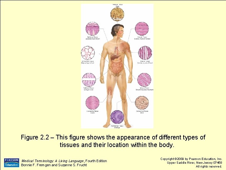 Figure 2. 2 – This figure shows the appearance of different types of tissues
