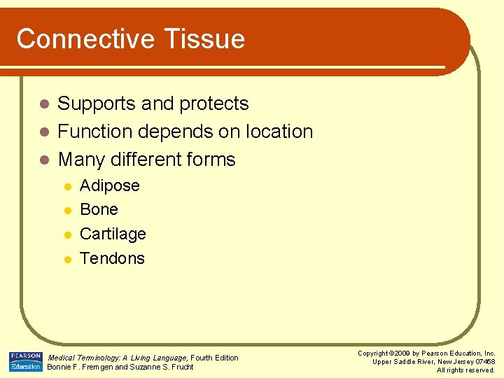 Connective Tissue Supports and protects l Function depends on location l Many different forms