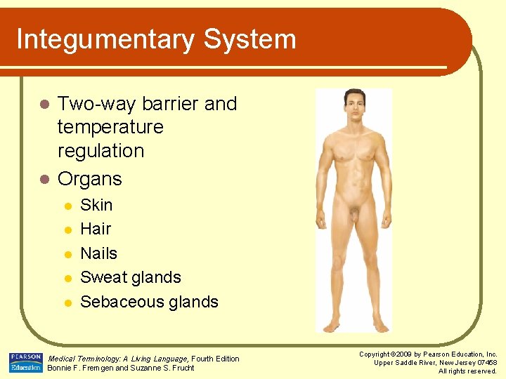 Integumentary System Two-way barrier and temperature regulation l Organs l l l Skin Hair